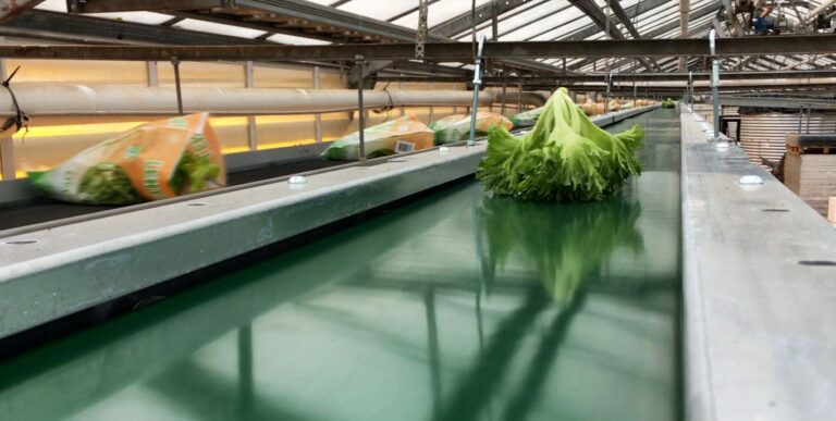 Lentinis transporteris su lengva konstrukcija ir lygia PVC juosta, skirtas salotoms transportuoti maisto pramonėje ir šiltnamiuose.